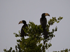 Lophoceros fasciatus
