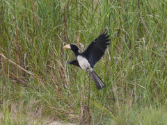Lophoceros fasciatus