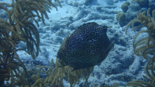 Acanthostracion polygonium