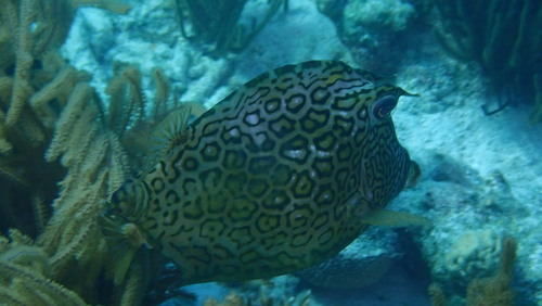 Acanthostracion polygonium