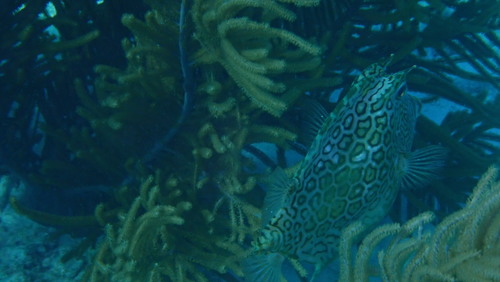 Acanthostracion polygonium
