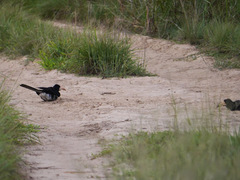 Lophoceros fasciatus
