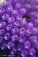 Clavelina puertosecensis