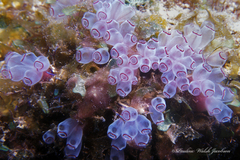 Clavelina picta