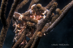 Astrophyton muricatum