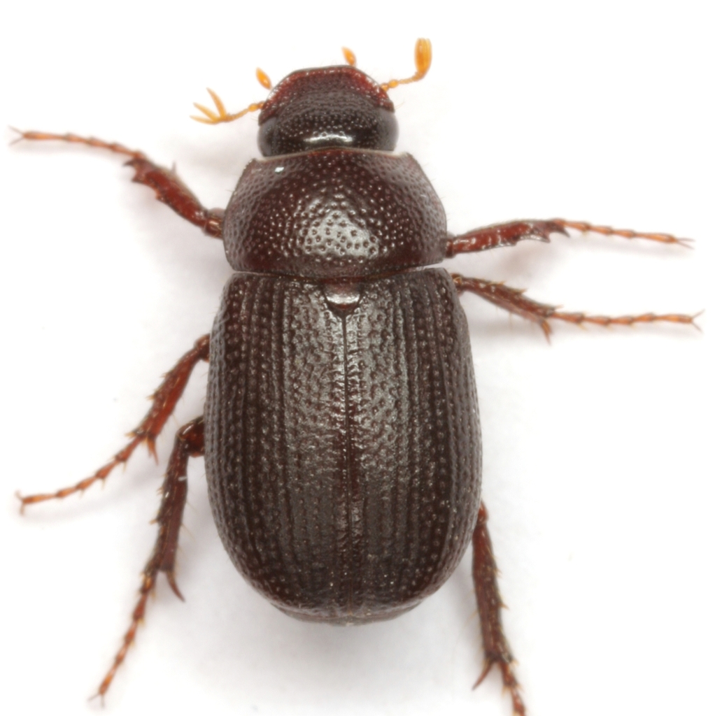 Diplotaxis pumila