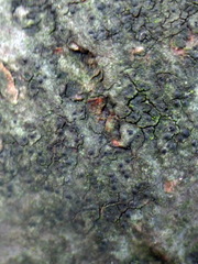 Pseudosagedia aenea