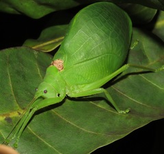 Thliboscelus hypericifolius