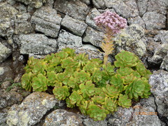 Aeonium lancerottense image