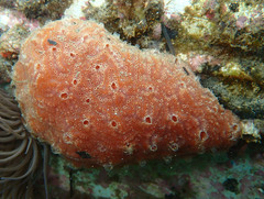 Aplidium nordmanni