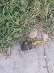 Cassiculus melanicterus