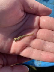 Hippocampus zosterae