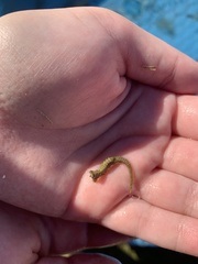 Hippocampus zosterae