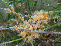 Aplidium turbinatum