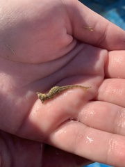 Hippocampus zosterae