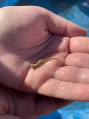 Hippocampus zosterae