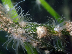 Bunodeopsis strumosa