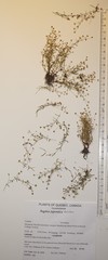 Sagina japonica