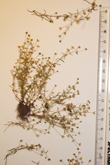Sagina japonica