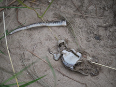 Gerrhosaurus nigrolineatus