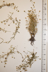 Sagina japonica