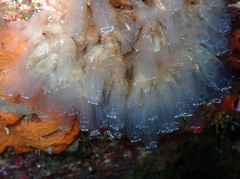 Clavelina oblonga