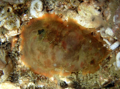 Dendrodoris temarana