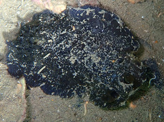 Dendrodoris temarana