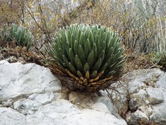 Agave victoriae-reginae