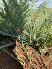 Tulbaghia leucantha