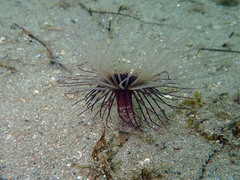 Pachycerianthus solitarius