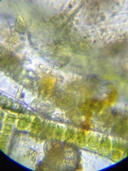 Entosiphon