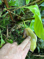 Anthurium formosum
