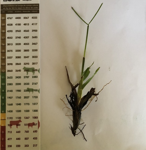 Paspalum pumilum