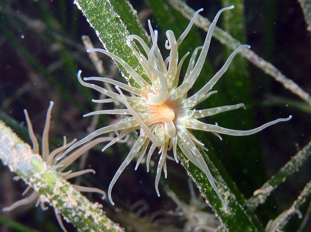 Anemone cenere