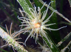Paranemonia cinerea
