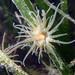 Paranemonia cinerea - Photo (c) Sylvain Le Bris, some rights reserved (CC BY-NC), uploaded by Sylvain Le Bris