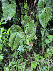 Anthurium dolichostachyum