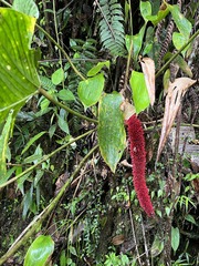 Anthurium dolichostachyum