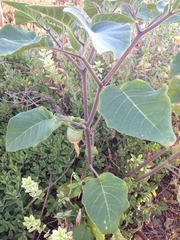 Datura innoxia