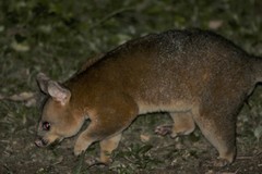 Trichosurus johnstonii