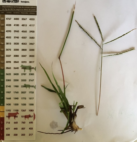 Paspalum indecorum