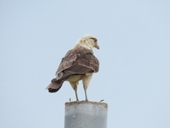 Daptrius chimachima