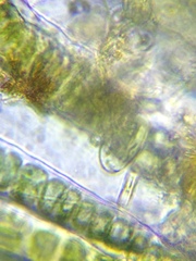 Entosiphon