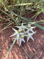 Asclepias eminens