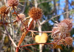Eryngium integrifolium