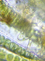 Entosiphon