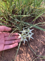Asclepias eminens