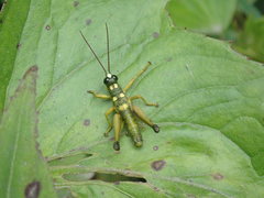 Ommatolampis quadrimaculata