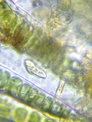 Entosiphon
